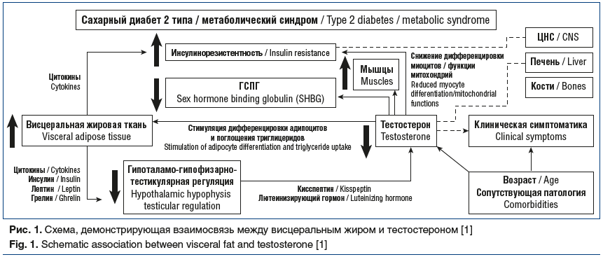 Рис. 1. Схема, демонстрирующая взаимосвязь между висцеральным жиром и тестостероном [1] Fig. 1. Schematic association between visceral fat and testosterone [1]