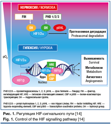 Рис. 1. Регуляция HIF-сигнального пути [14] Fig. 1. Control of the HIF signalling pathway [14]