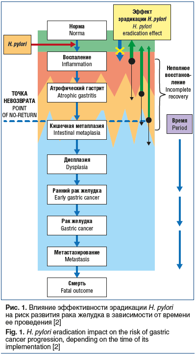 Рис. 1. Влияние эффективности эрадикации H. pylori на риск развития рака желудка в зависимости от времени ее проведения [2] Fig. 1. H. pylori eradication impact on the risk of gastric cancer progression, depending on the time of its implementation [2]