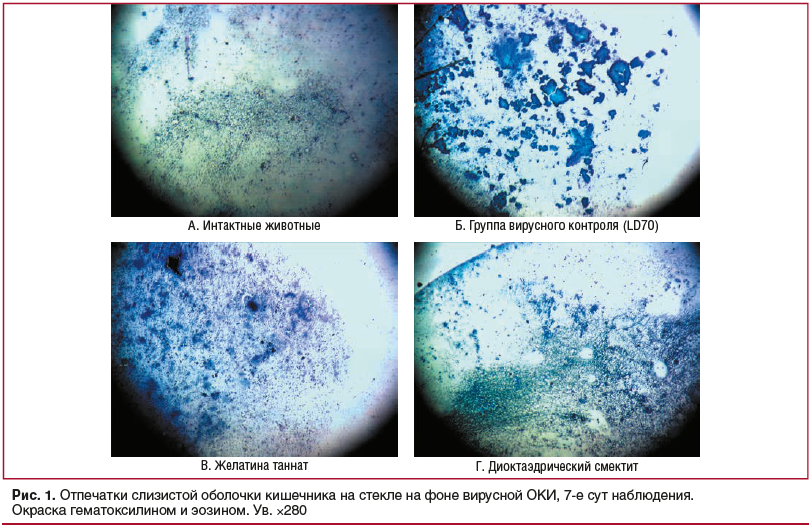 Рис. 1. Отпечатки слизистой оболочки кишечника на стекле на фоне вирусной ОКИ, 7-е сут наблюдения. Окраска гематоксилином и эозином. Ув. ×280