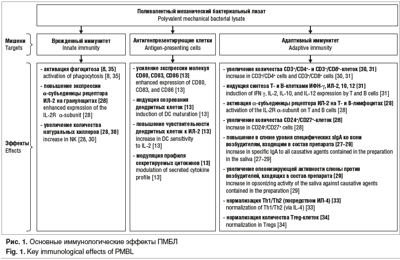 Рис. 1. Основные иммунологические эффекты ПМБЛ Fig. 1. Key immunological effects of PMBL
