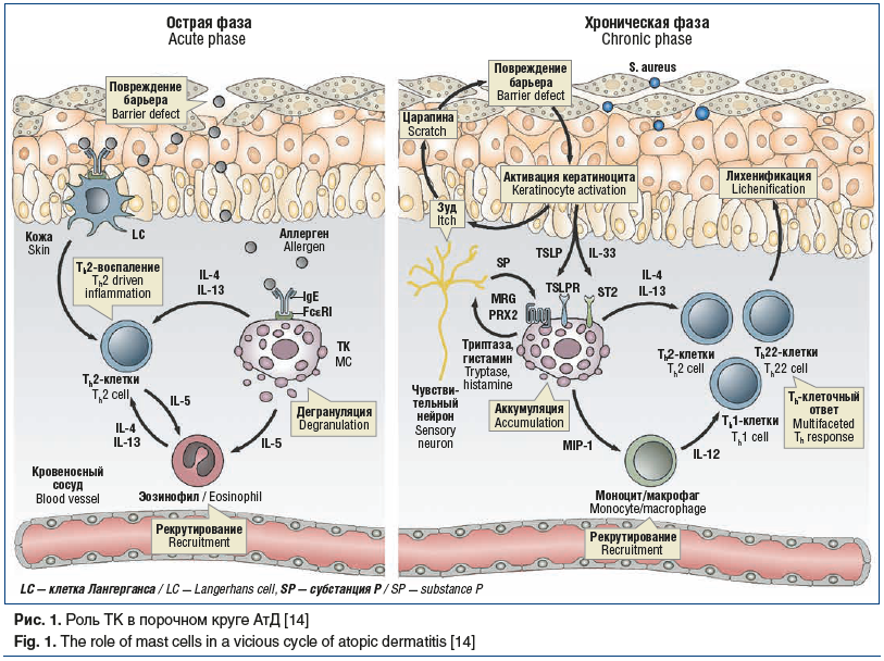 Рис. 1. Роль ТК в порочном круге АтД [14] Fig. 1. The role of mast cells in a vicious cycle of atopic dermatitis [14]