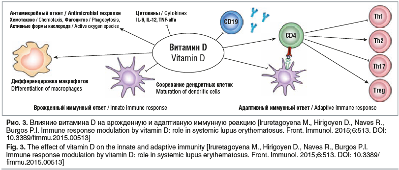 Рис. 3. Влияние витамина D на врожденную и адаптивную иммунную реакцию [Iruretagoyena M., Hirigoyen D., Naves R., Burgos P.I. Immune response modulation by vitamin D: role in systemic lupus erythematosus. Front. Immunol. 2015;6:513. DOI: 10.3389/fimmu.201