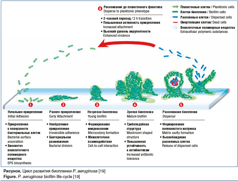 Рисунок. Цикл развития биопленки P. aeruginosa [19] Figure. P. aeruginosa biofilm life-cycle [19]