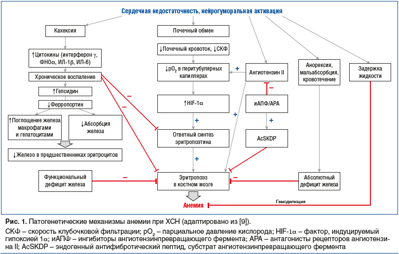 Рис. 1. Патогенетические механизмы анемии при ХСН (адаптировано из [9]).