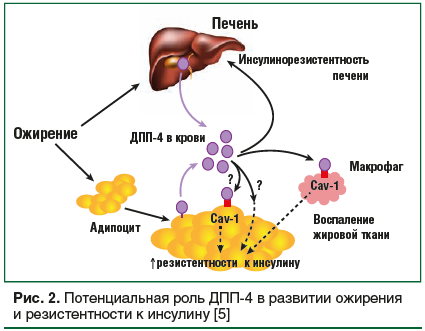 Рис. 2. Потенциальная роль ДПП-4 в развитии ожирения и резистентности к инсулину [5]
