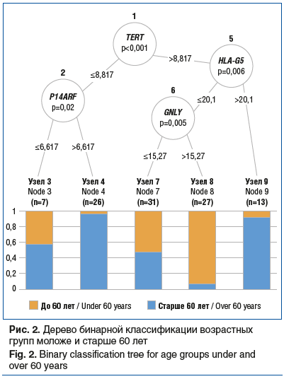 Рис. 2. Дерево бинарной классификации возрастных групп моложе и старше 60 лет Fig. 2. Binary classification tree for age groups under and over 60 years
