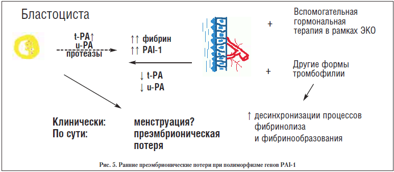 Pai 1 675. Полиморфизм Гена pai-1. Полиморфизм в гене serpine1/pai-1. Мутация pai-1. Ген pai 1 5g/4g расшифровка.