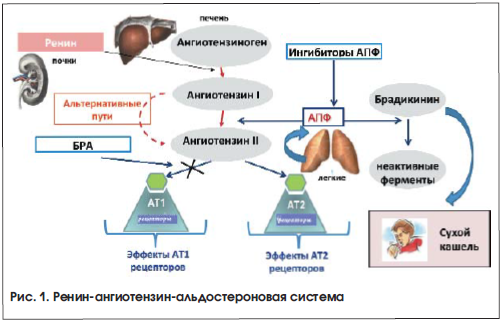 Рис. 1. Ренин-ангиотензин-альдостероновая система