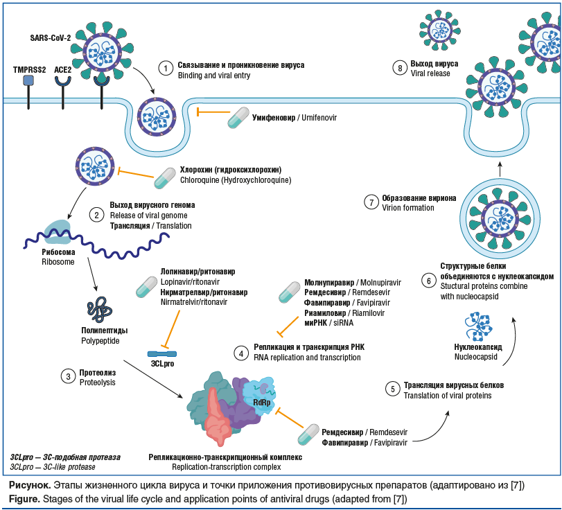 Рисунок. Этапы жизненного цикла вируса и точки приложения противовирусных препаратов (адаптировано из [7]) Figure. Stages of the virual life cycle and application points of antiviral drugs (adapted from [7])